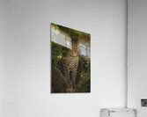 Stealth Mode Acrylic Print