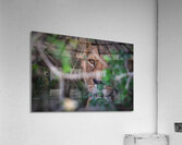  Focused Fury Acrylic Print