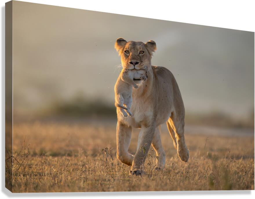 Tough Love Canvas Print