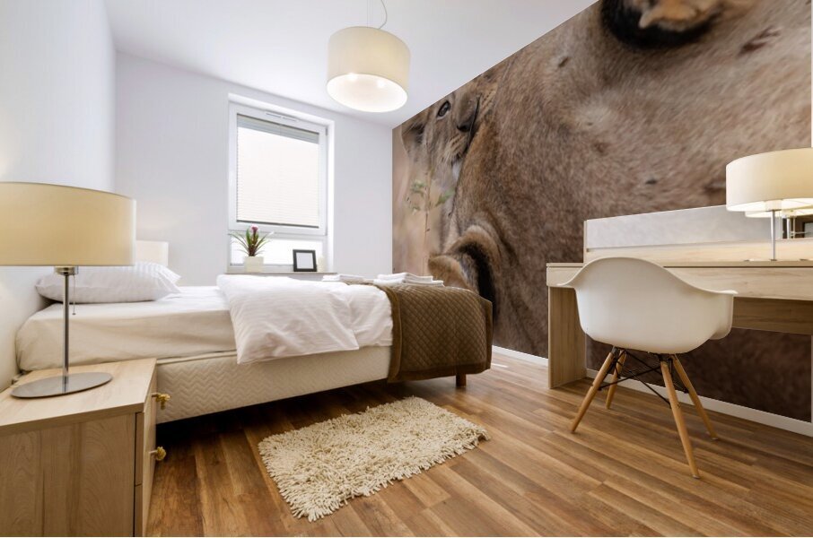 Nap Interrupted  Mural print