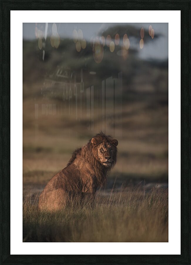 Noble Pause Picture Frame print