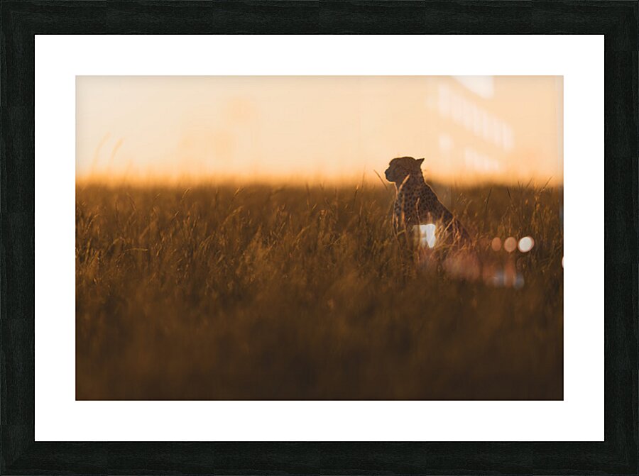 Cheetah’s Evening Watch Picture Frame print