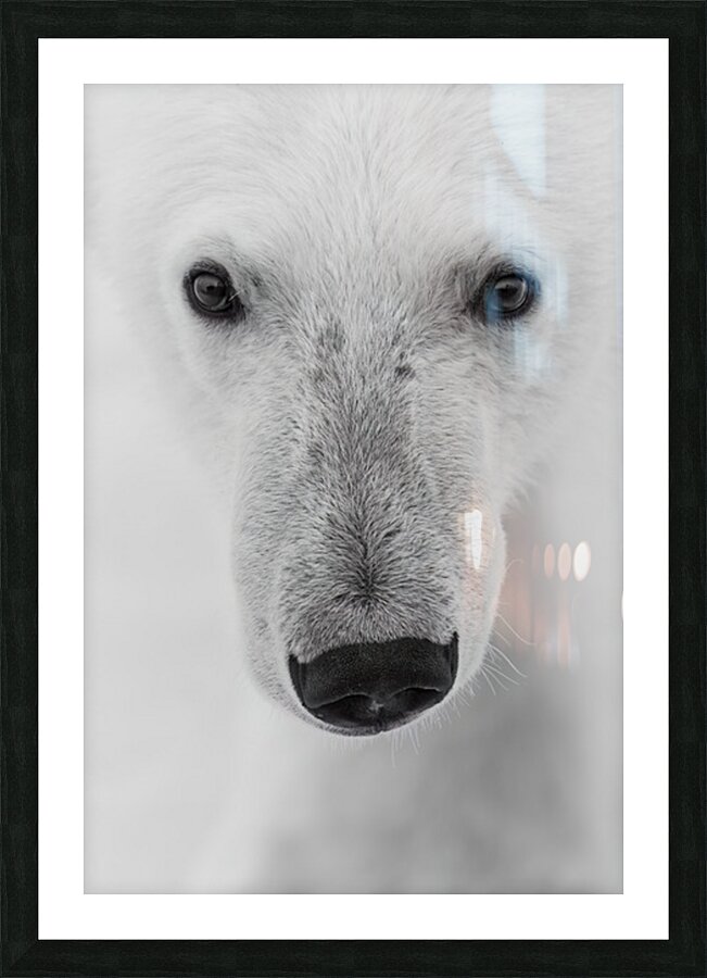 Frozen Gaze Picture Frame print