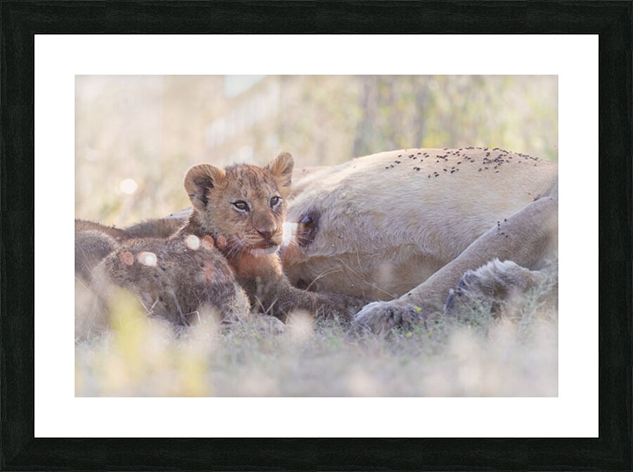 Sheltered in Strength Picture Frame print