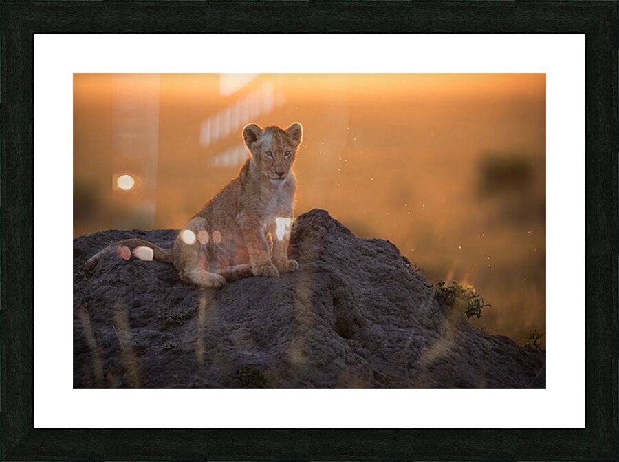  Sunset Cub Picture Frame print
