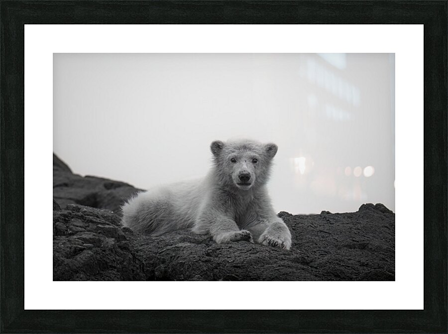  First watch Picture Frame print