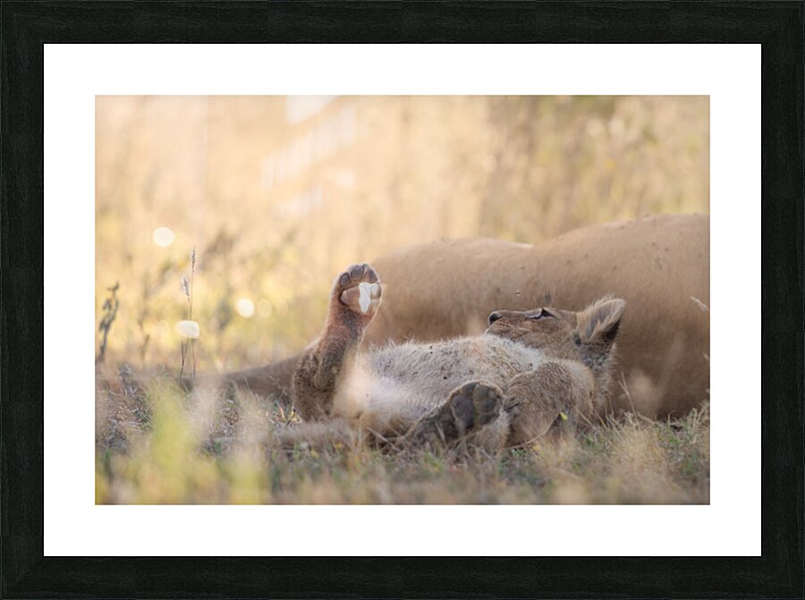 Paws & Peace Picture Frame print