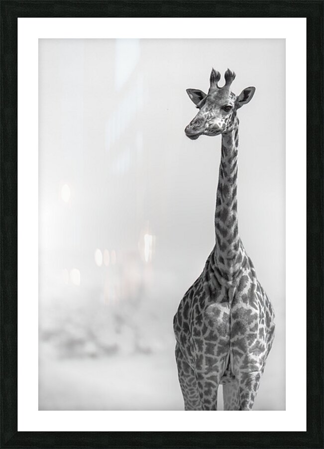 Safari Supermodel Picture Frame print