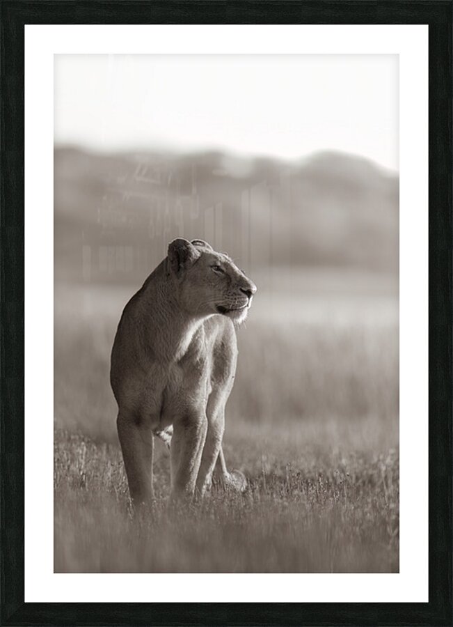 The Queen Picture Frame print