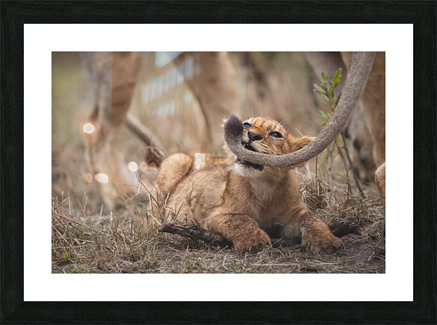  Got Your Tail  Picture Frame print