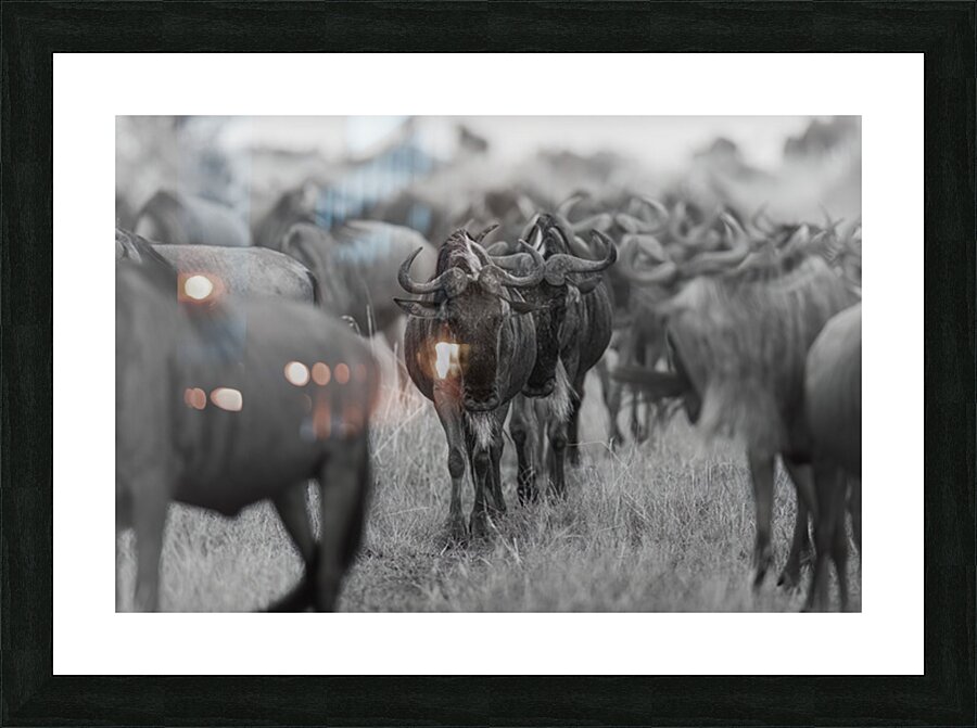 The Herd Picture Frame print