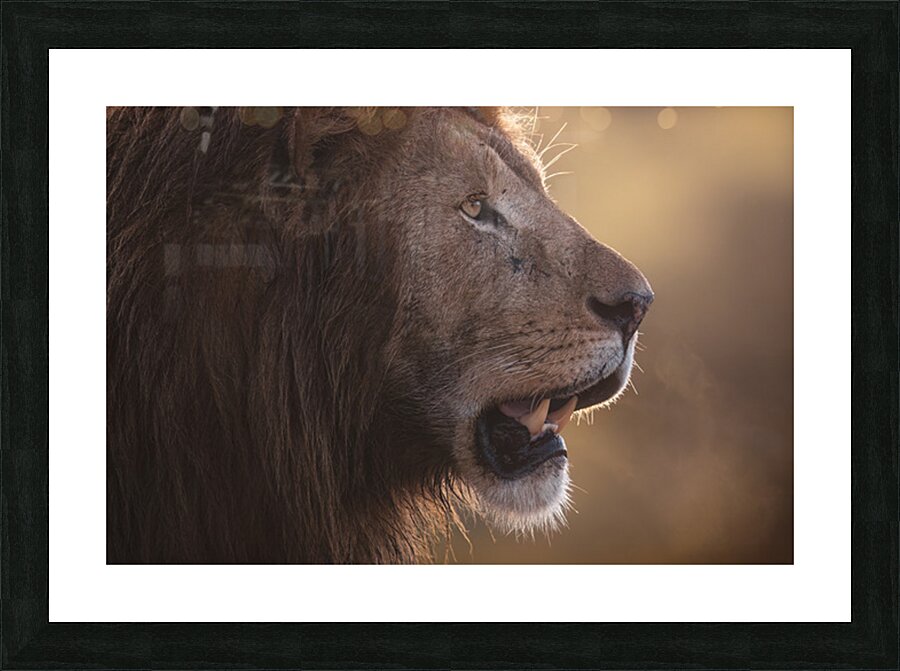 Before the Roar Picture Frame print
