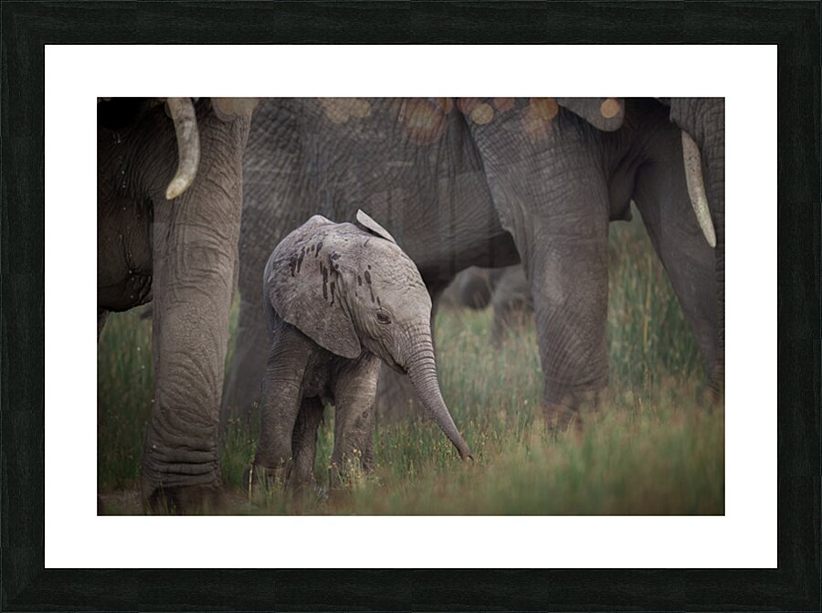 Protected Steps Picture Frame print