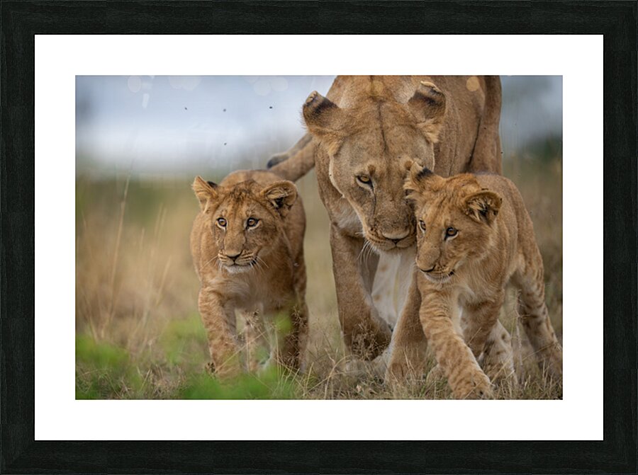 Eyes Forward Picture Frame print