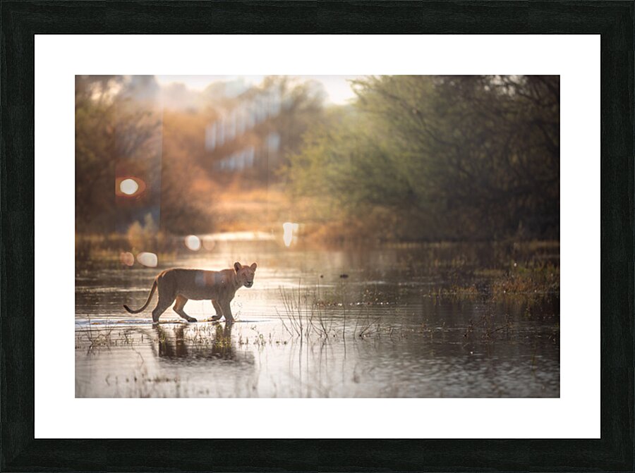 Evening Patrol Picture Frame print