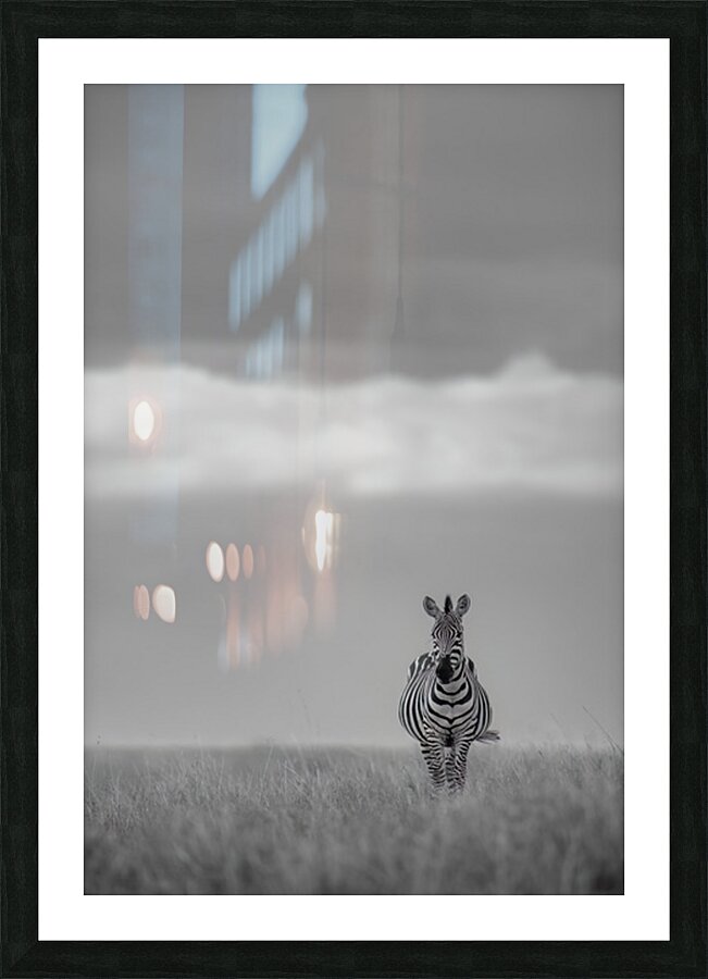 Zebra Zen Picture Frame print