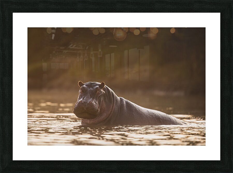 Hippo Hour Picture Frame print