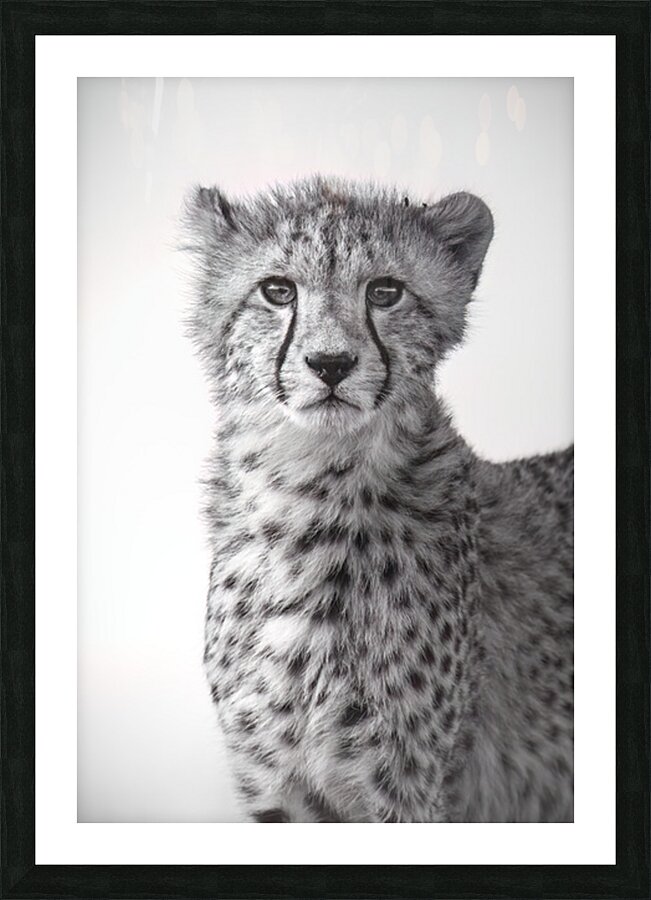 Cheetah Chic B&W Picture Frame print