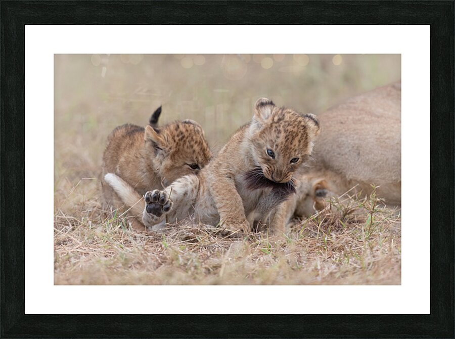 Play Hard Bite Harder Picture Frame print
