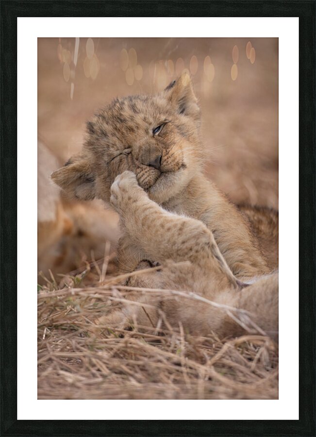 Sibling Rivalry Picture Frame print