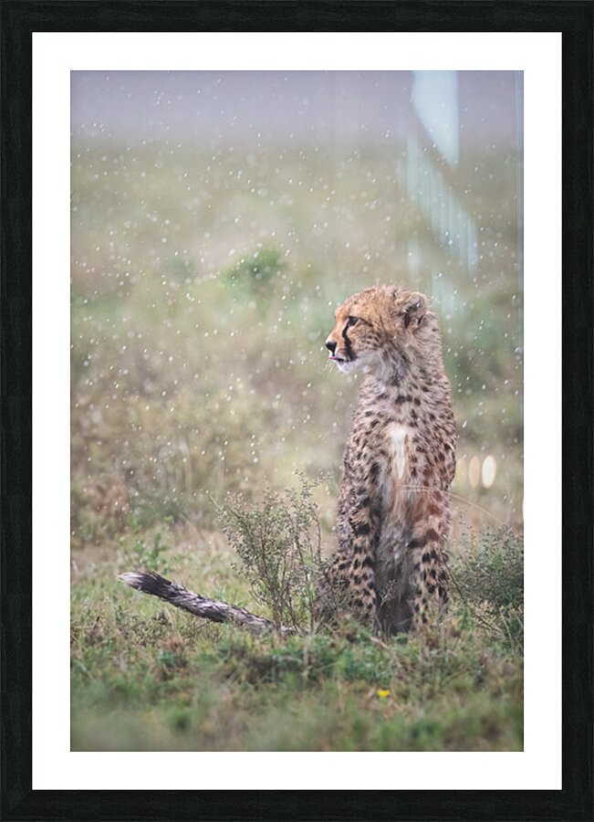  Spotted Shower Picture Frame print