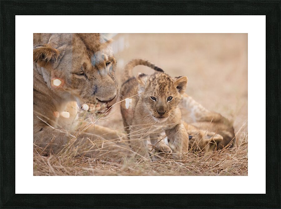 Bold from Birth Picture Frame print