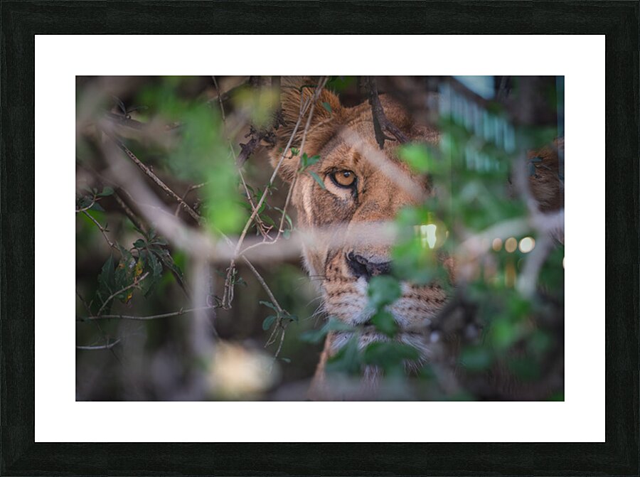  Focused Fury Picture Frame print