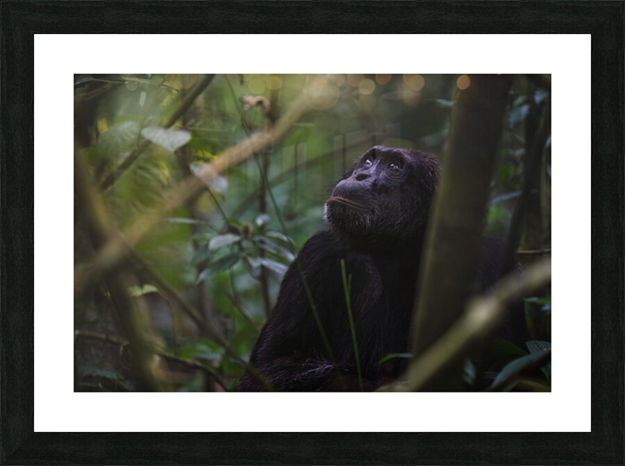Silent Wisdom Picture Frame print