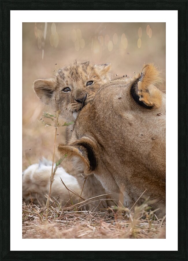 Nap Interrupted  Picture Frame print