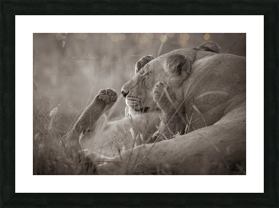 Paws Up   Picture Frame print