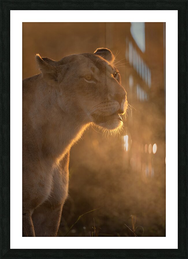 Fierce at First Light Picture Frame print