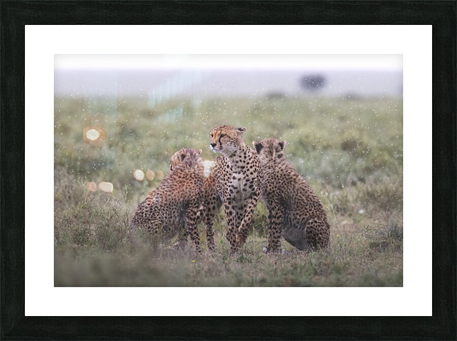 Cheetah Crew Picture Frame print