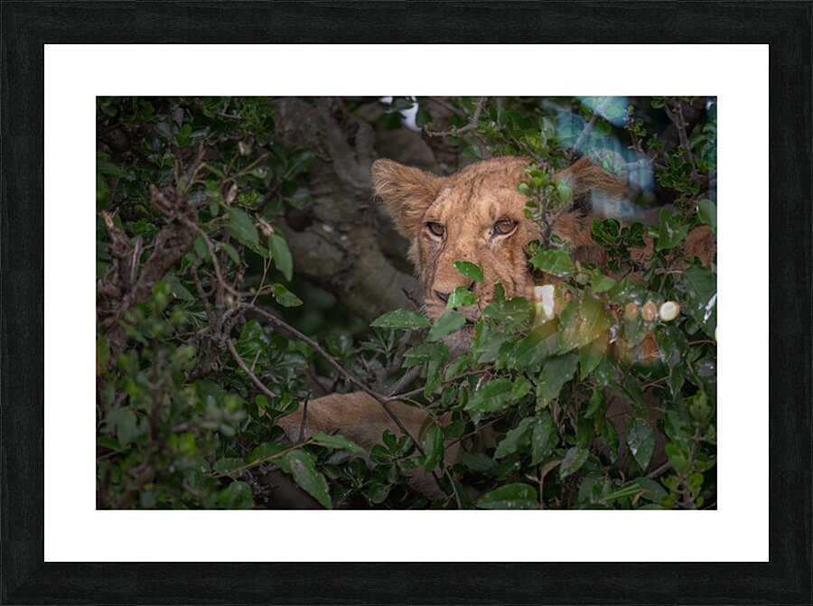 Future King in Training Picture Frame print