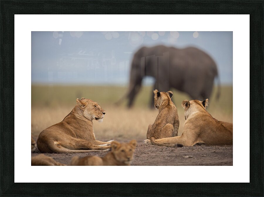 Just Passing Through Picture Frame print
