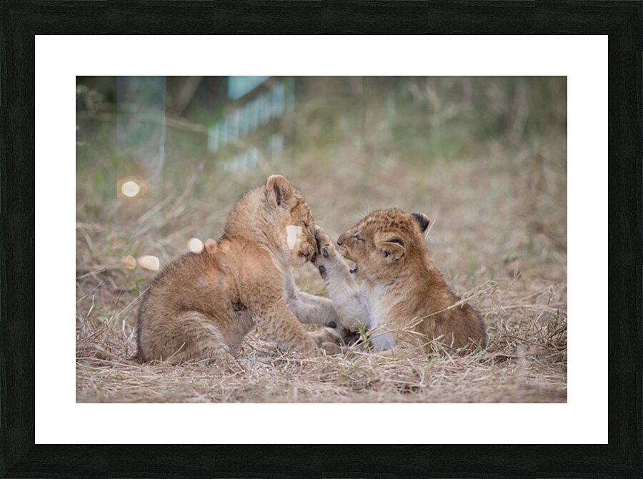 Cub Tactics Picture Frame print