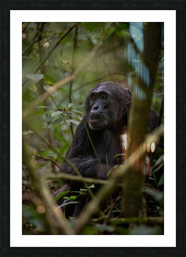 Forest Watcher Picture Frame print