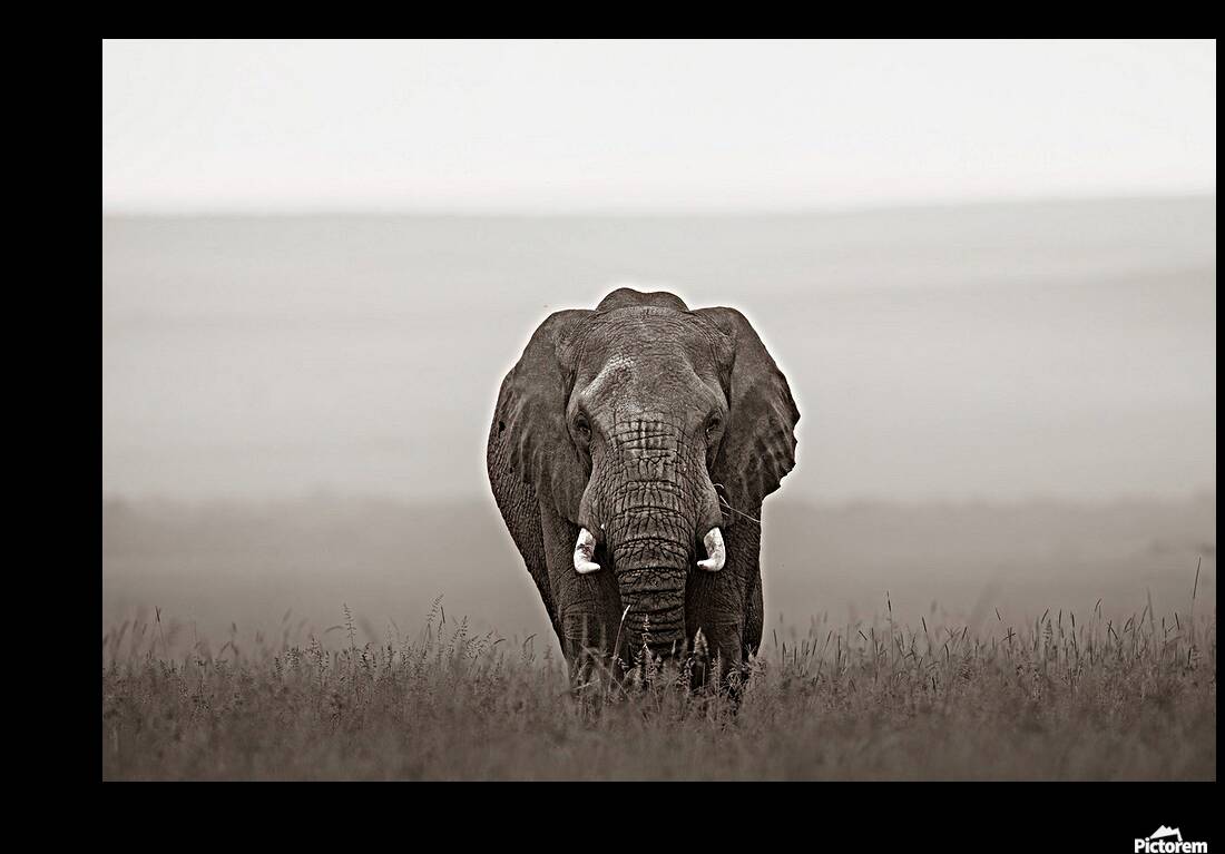 The Last Giant Reproduction