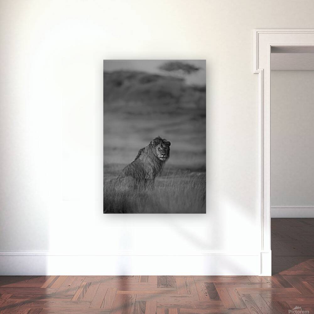 Noble Pause B&W Reproduction