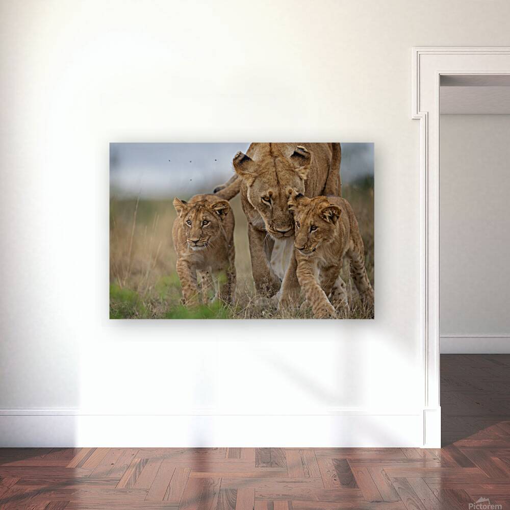 Eyes Forward Reproduction