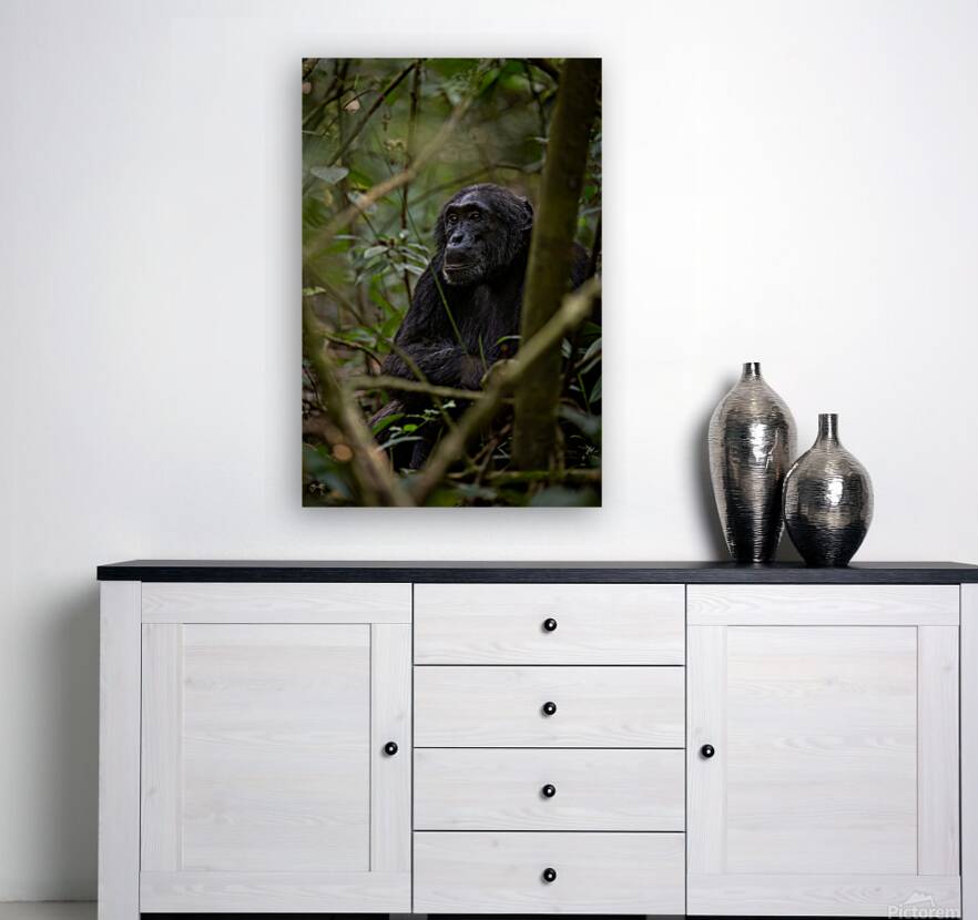 Forest Watcher Reproduction