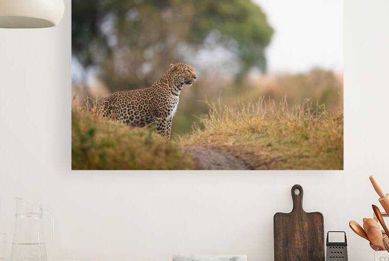 Overwatch by Irena Or Wildlife Photography