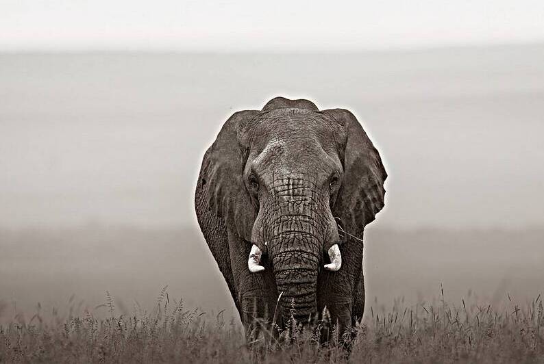 The Last Giant Reproduction