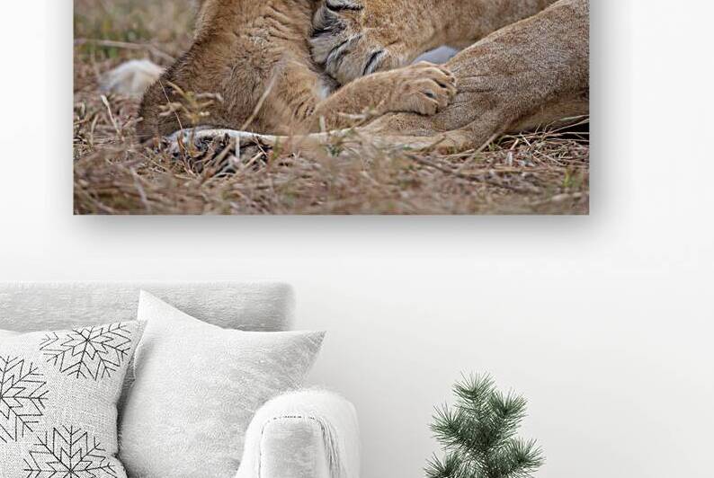 Shhh Nap Time by Irena Or Wildlife Photography