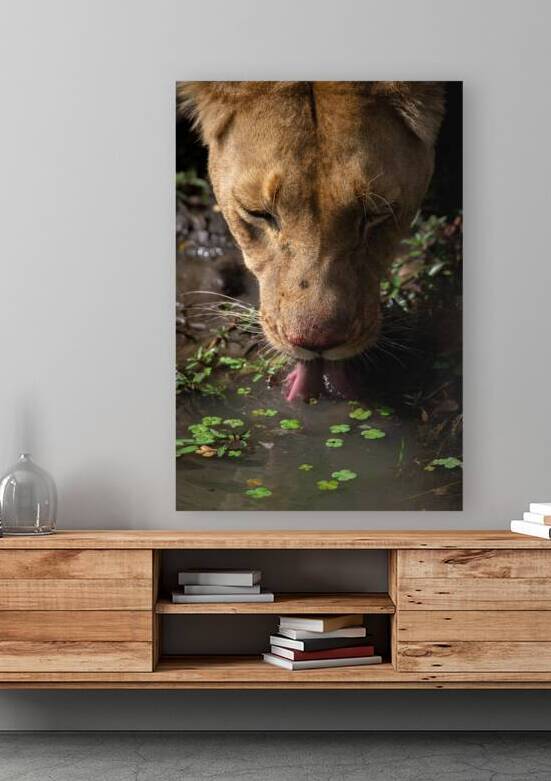 One More Sip by Irena Or Wildlife Photography