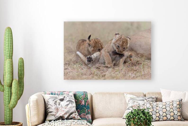 Play Hard Bite Harder by Irena Or Wildlife Photography