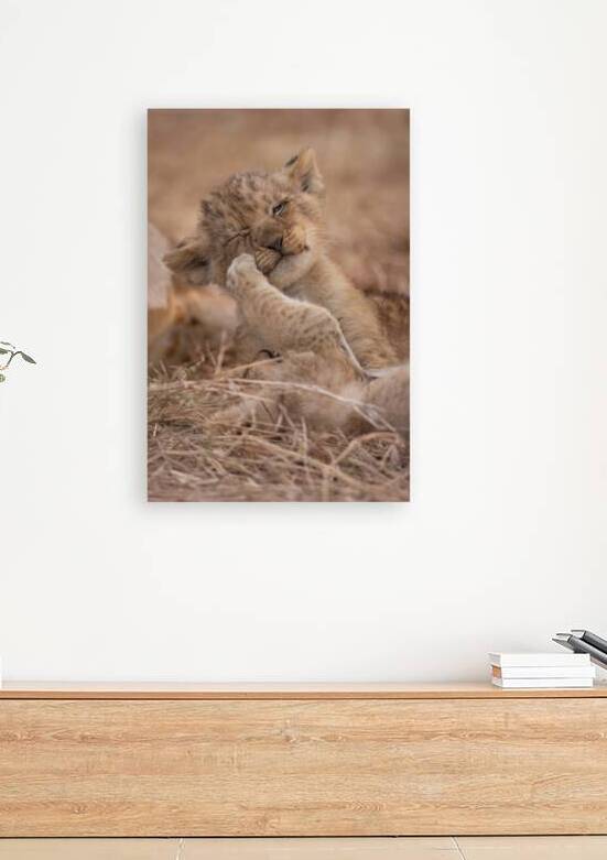 Sibling Rivalry by Irena Or Wildlife Photography