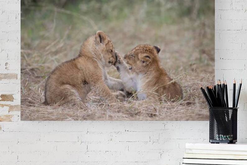 Cub Tactics Reproduction