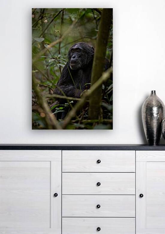 Forest Watcher by Irena Or Wildlife Photography