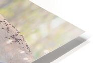 Sheltered in Strength HD Metal print