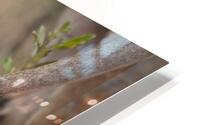  Got Your Tail  HD Metal print
